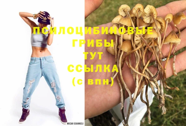 шишки Михайловск